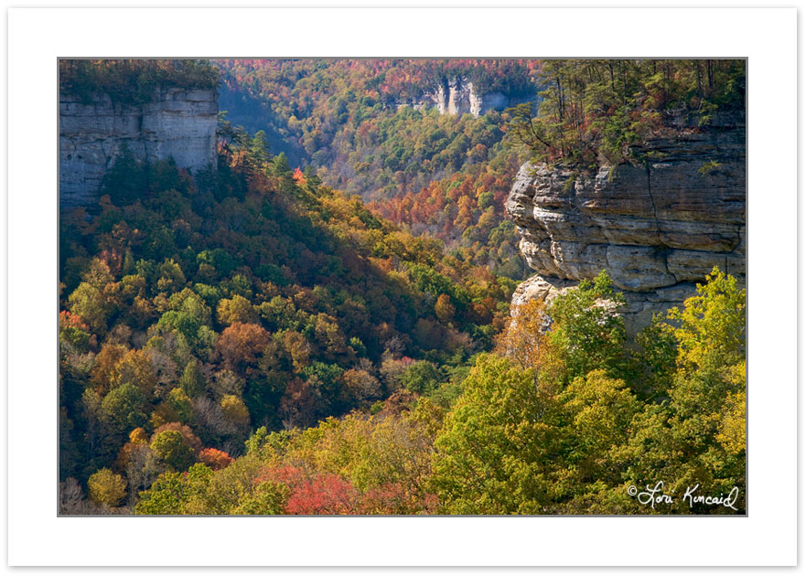 AD0234: Pogue Creek State Natural Area, Tennessee, Autumn