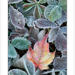 Frosted leaves, Cherokee National Forest, TN, Autumn