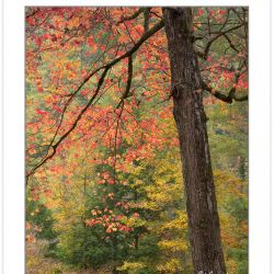 AD0634: Red Maple, Cherokee National Forest, TN, Autumn