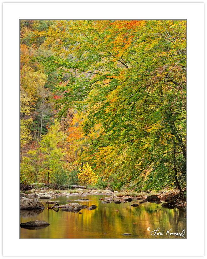 AL0257: Citico Creek, Cherokee National Forest, TN, Autumn