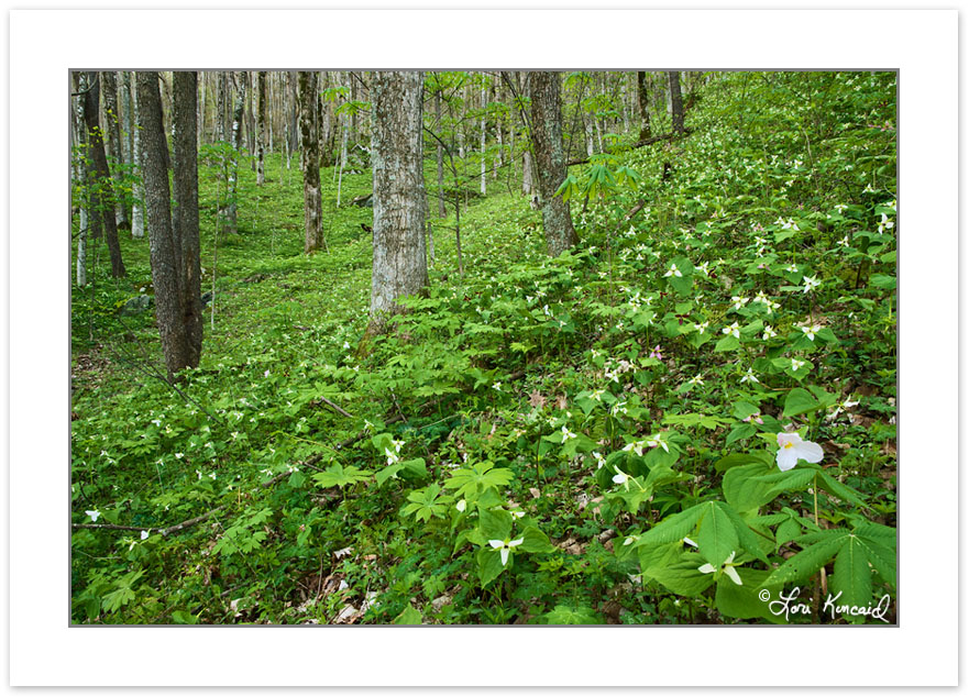 SD0462: Woodland meadow of Trillium erectum and solitary Trilliu