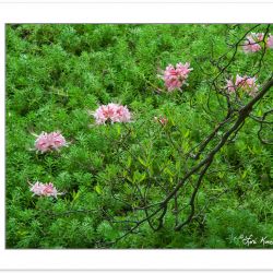 Pink Azalea, Grundy Lakes State Park, TN