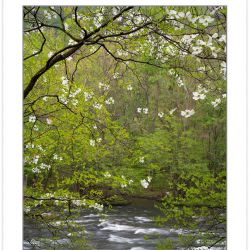 Dogwoods blooming on the Pigeon River, Cherokee National Forest,