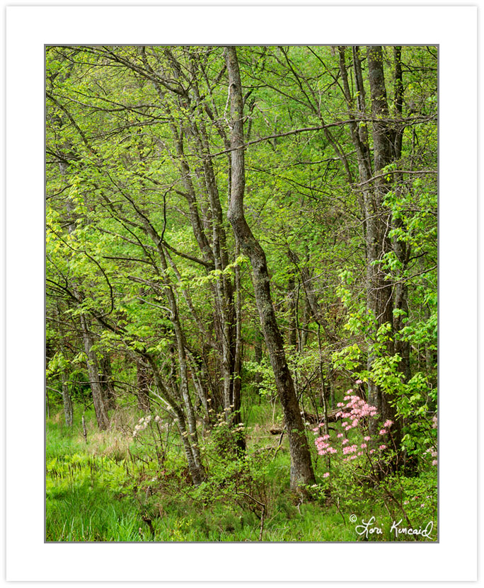 SL0362: Pink Azalea, Grundy Lakes State Park, TN