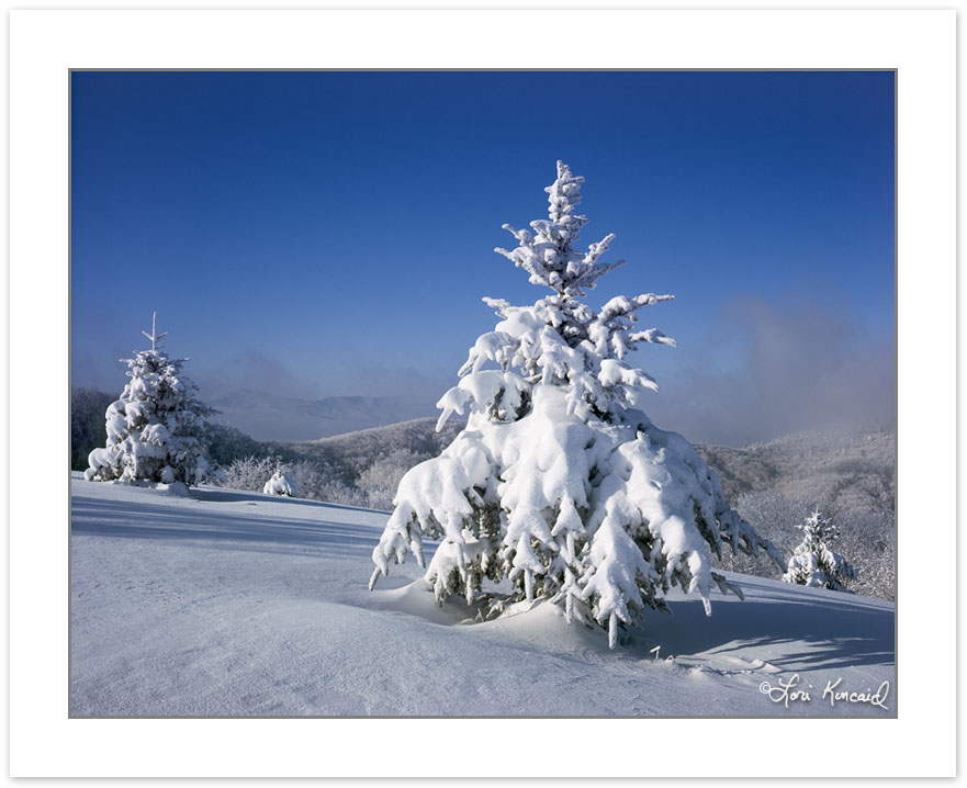 WL0139: Snow coated Fraser Firs (Abies fraseri) in mountain mead