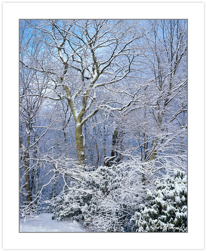 WL0142: Snow-covered trees, Bald Mountains, TN, winter