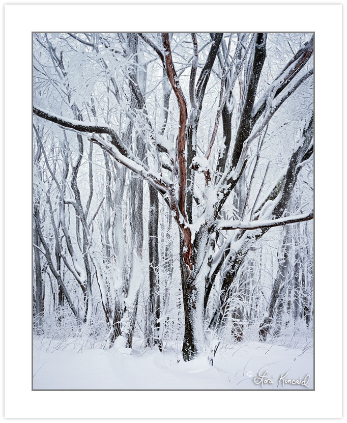 WL0143: Snow-covered trees, Bald Mountains, TN, winter