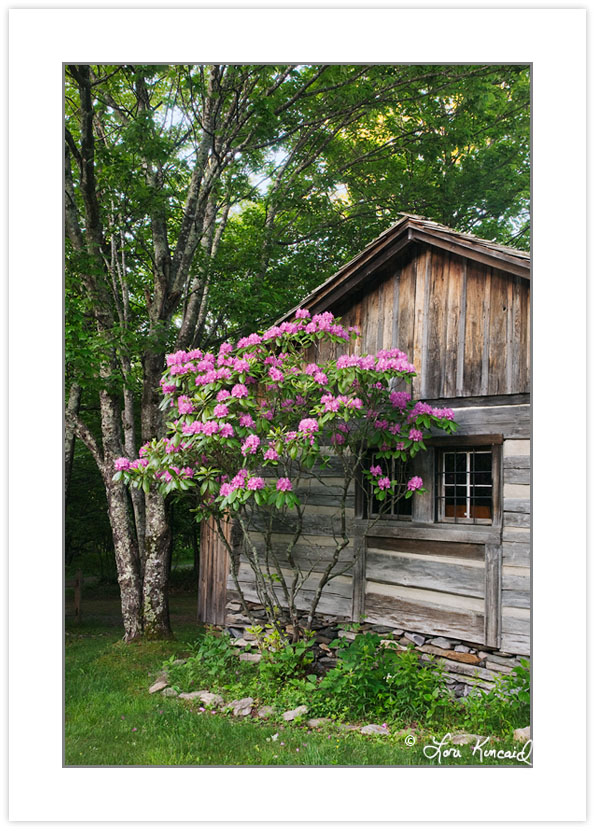 RD0156: Catwba Rhododendron blooming beside the Camp Store, Gray