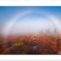 DAD0314: Fogbow at Ber Rocks Nature Preserve, Dolly Sods, WV, autumn