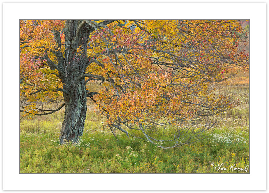 AD0561: Maple in autumn foliage, Canaan Valley Resort State Park