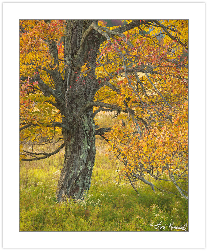 AD0696: Maple in autumn foliage, Canaan Valley Resort State Park