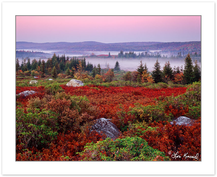 Sunrise View of Dolly Sods Wilderness  with red Blueberry and Hu