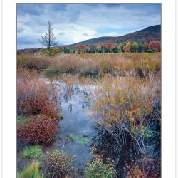 AL0251: Wetlands along the Freeland Trail, Canaan Valley Nationa