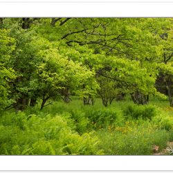 SD0937: Hardwood forest underlain by ferns, Dolly Sods Wildernes