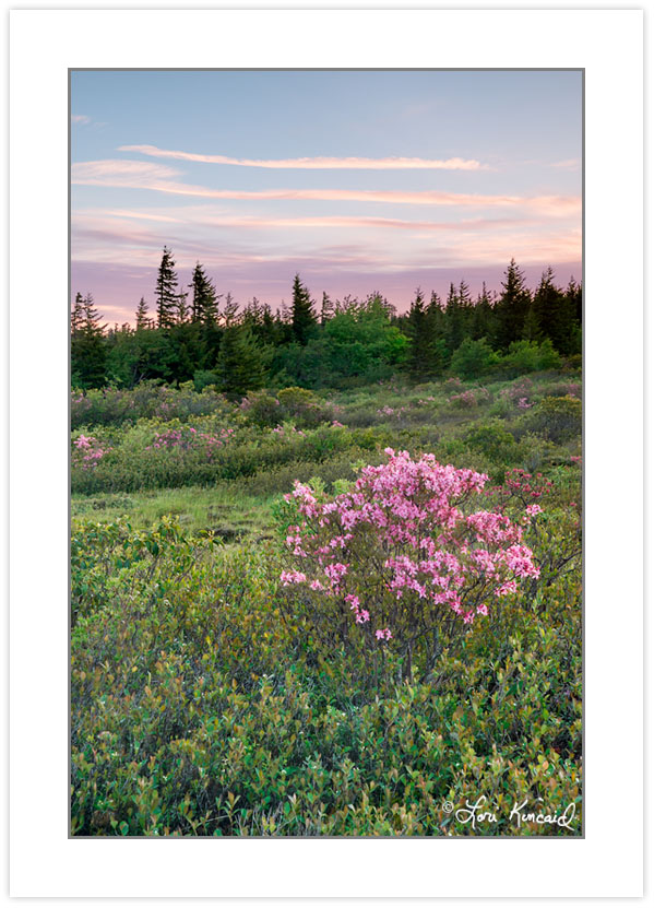 SD0966: Pink zalea at sunrise, Dolly Sods Wilderness, WV, spring